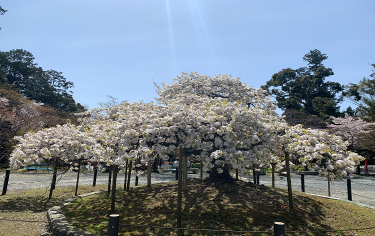 大原野神社 (イメージ) 画像提供：正法寺