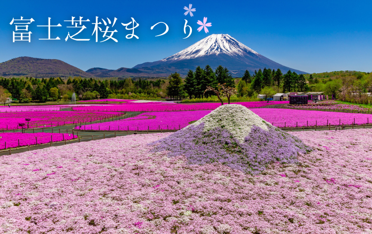 富士芝桜まつり（イメージ）