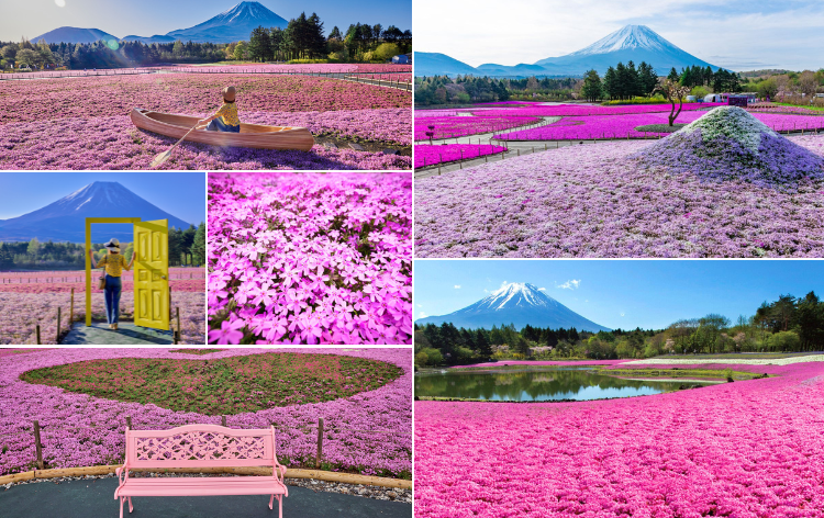 富士芝桜まつり(イメージ)