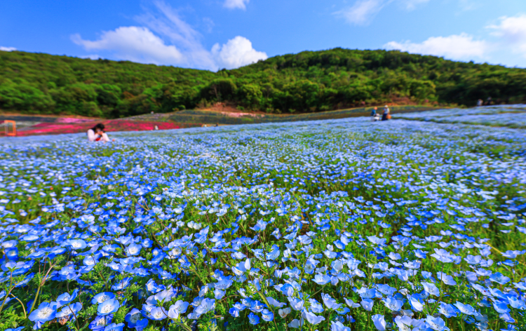 志摩市観光農園 (イメージ)　