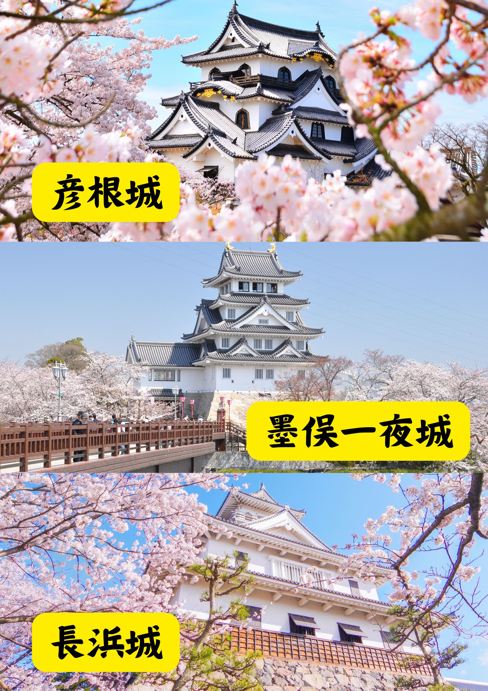 名城桜(イメージ)