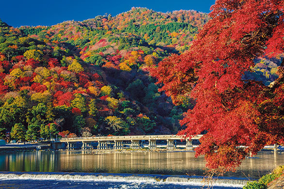 日本三大紅葉名所 嵐山と南禅寺 永観堂等ゆっくり自由散策 京都紅葉狩り 石山寺 あたら夜もみじ ライトアップ オープンキッチンのバイキング食べ放題 His 中部発