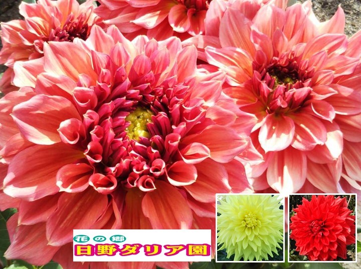 艶やかな花姿が魅力的 100本のダリア観賞と陶芸の町 信楽 登り窯カフェ でのんびりティータイム ベストワンバスツアー