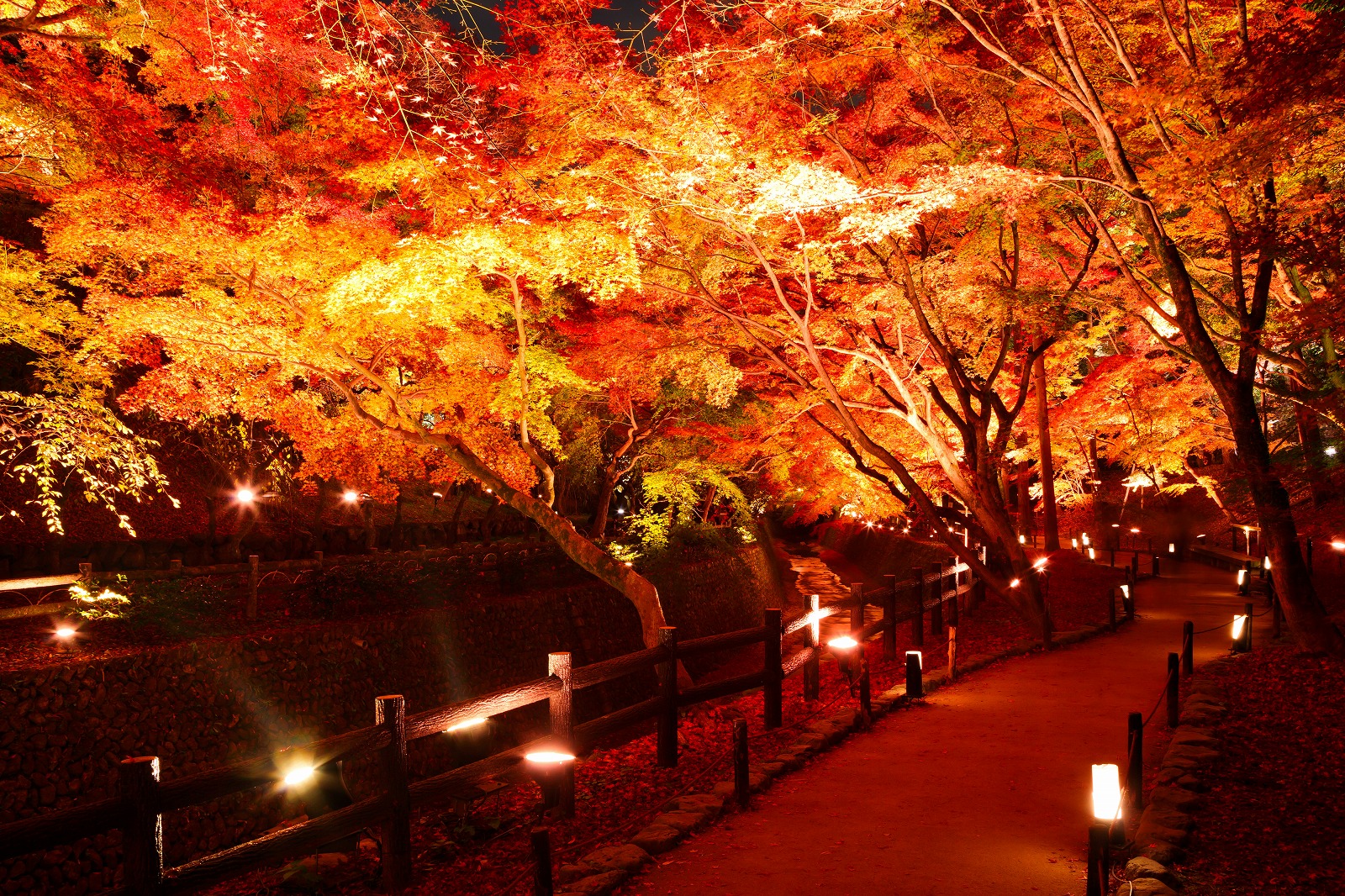 京都フリータイムと国宝御本殿と約350本の紅葉が織りなす絶景 北野