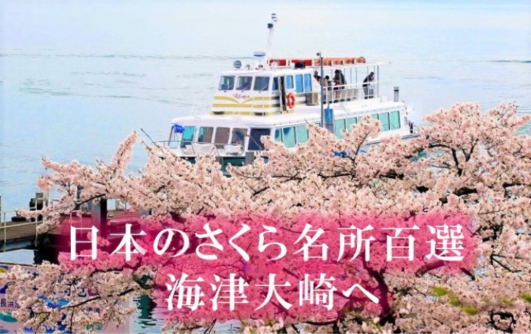 海津大崎の桜と桜花見船（イメージ）©オーミマリン