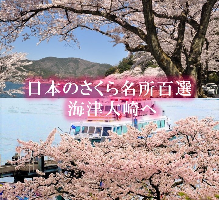 海津大崎の桜（イメージ）©オーミマリン