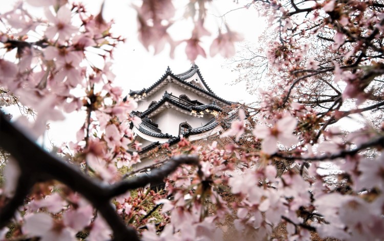 彦根城と桜（イメージ）©（公社）びわこビジターズビューロー