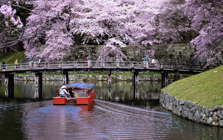彦根城のお堀と桜（イメージ）©（公社）びわこビジターズビューロー
