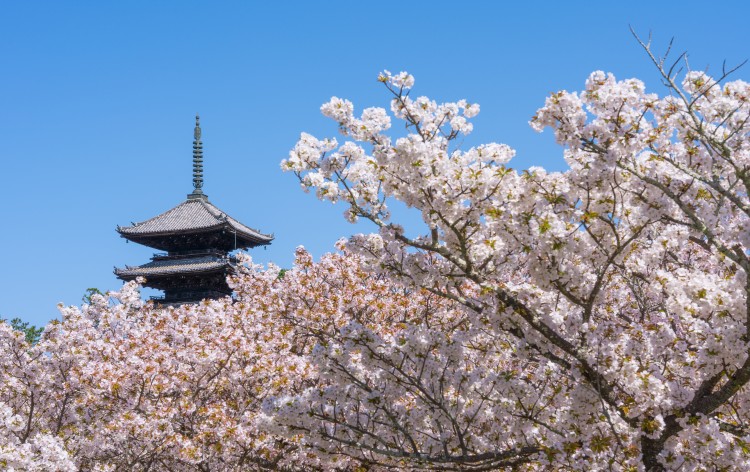 仁和寺 御室桜と五重塔 (イメージ) 