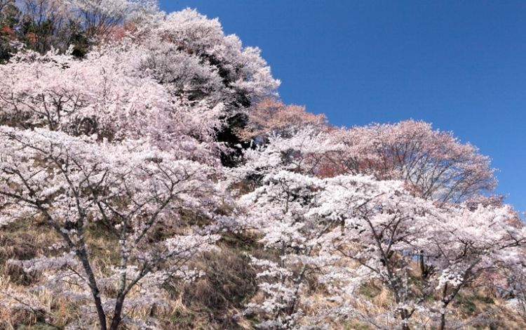 吉野の桜 下千本(イメージ)　写真提供：一般財団法人奈良県ビジターズビューロー