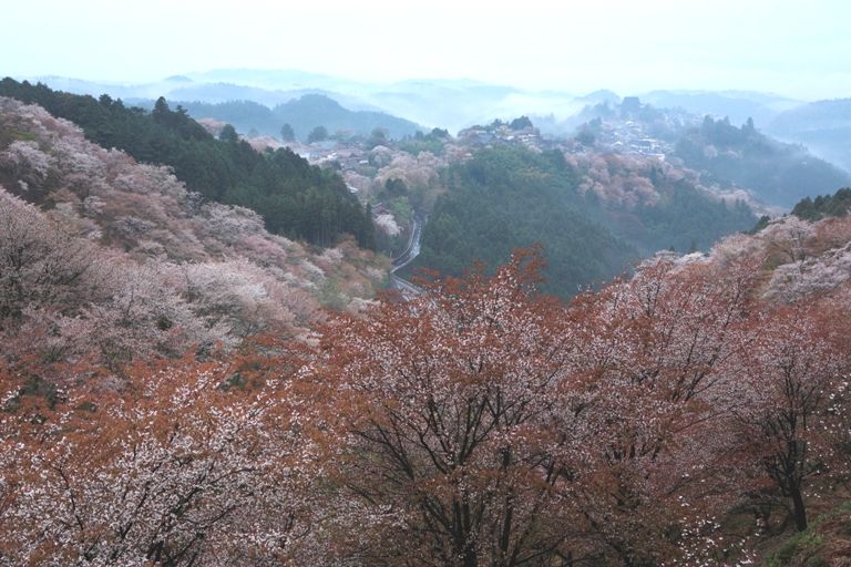 吉野の桜上千本エリア（イメージ）写真提供：一般財団法人奈良県ビジターズビューロー