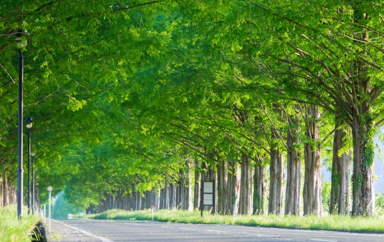 メタセコイア並木（イメージ）©びわ湖高島観光協会