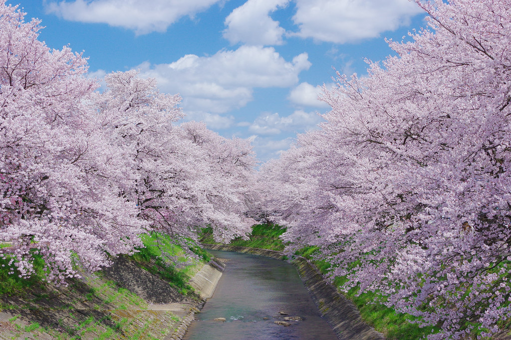 吉野瀬川桜並木(イメージ)