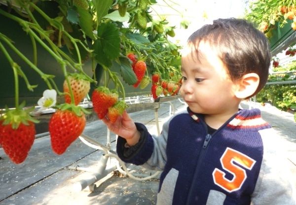 南信州いちご狩り1