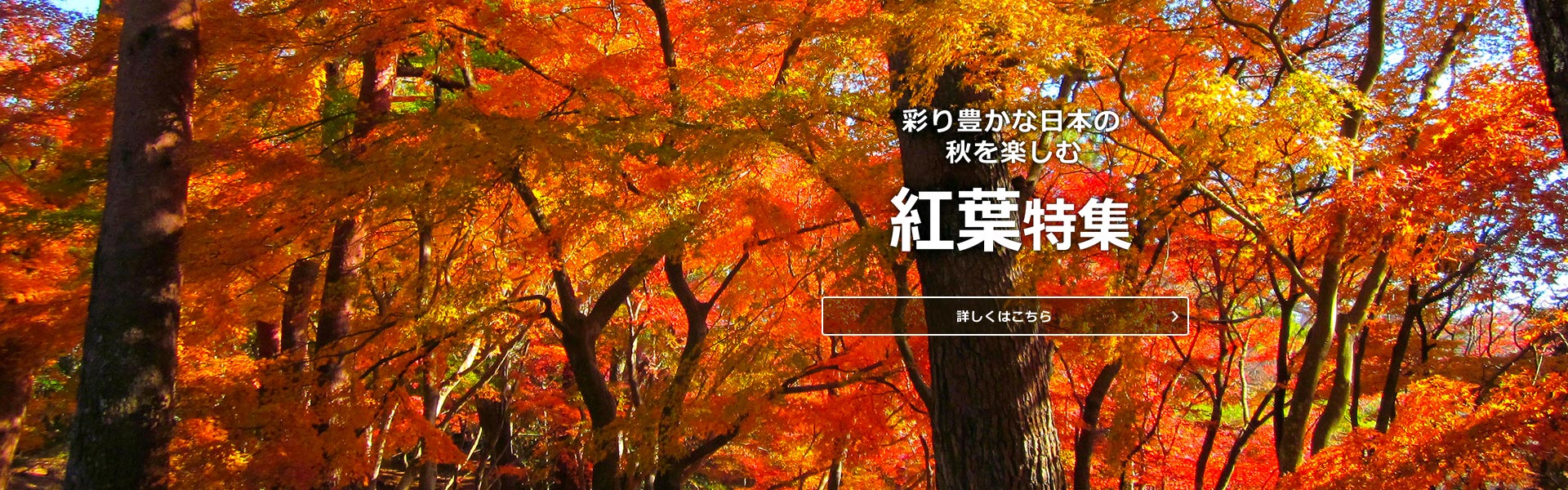 紅葉特集