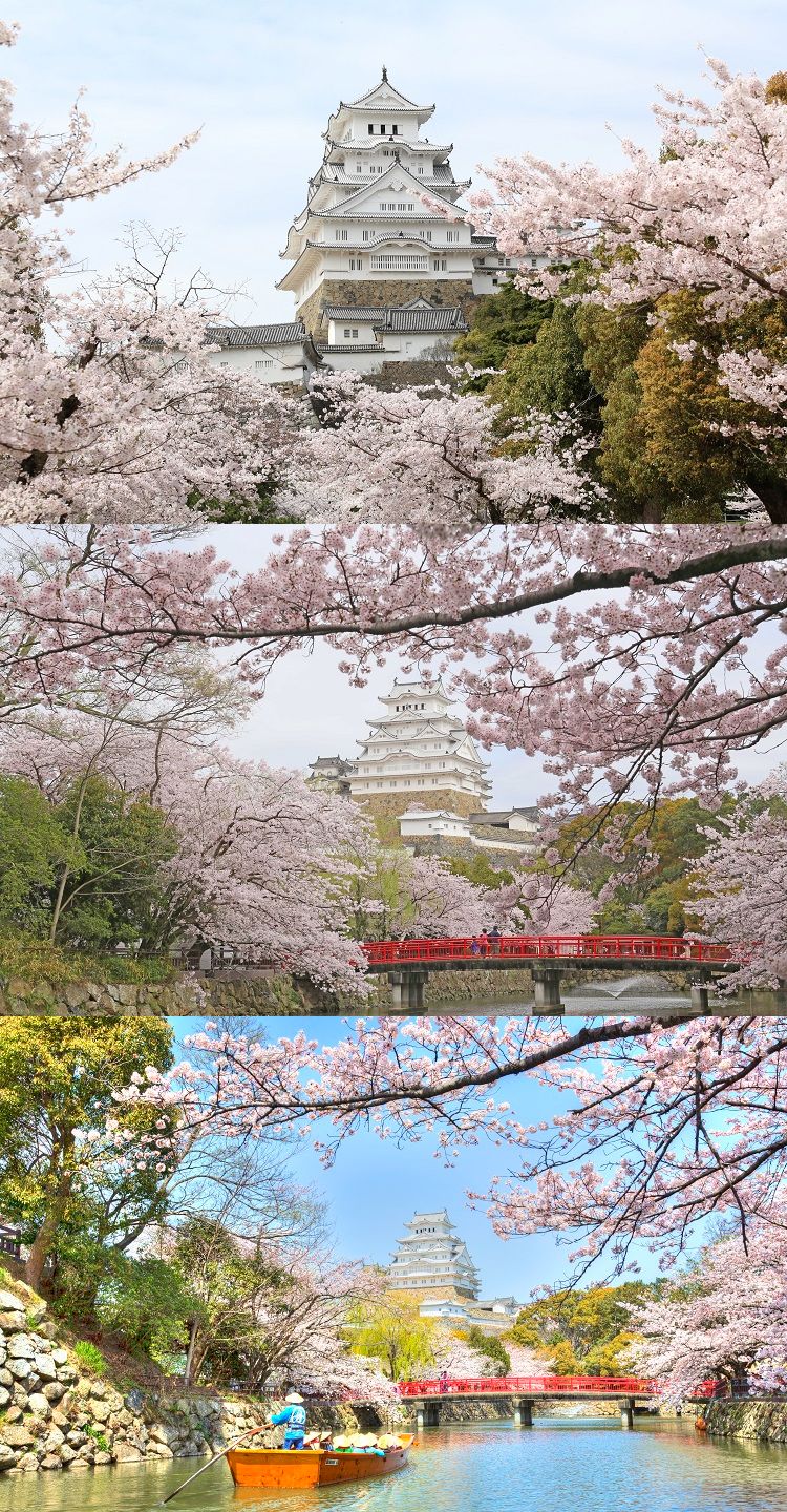 姫路城と桜（イメージ）