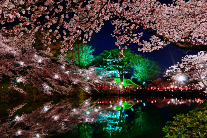 高田の夜桜（イメージ）