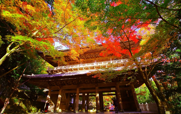 真紅に染まる圧巻の紅葉「湖東三山」と 近江随一の美しさを誇るモミジ寺「永源寺」☆滋賀の人気紅葉スポット4ヵ所めぐり＆近江牛の老舗で食す！近江牛すき焼きランチ♪  | 格安ベストワンバスツアー