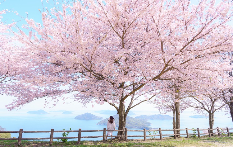 紫雲出山の桜（イメージ）　写真提供：三豊市観光交流局