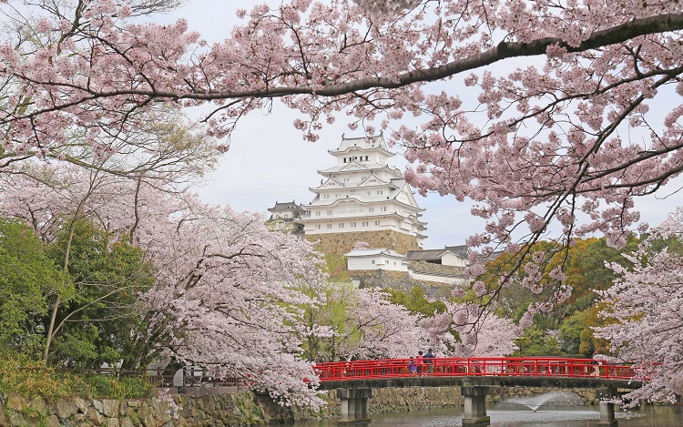 姫路城の桜（イメージ）（提供：姫路市）