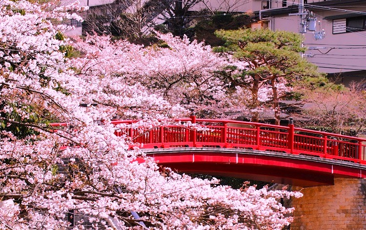 有馬川沿いの桜（イメージ）©一般財団法人神戸観光局