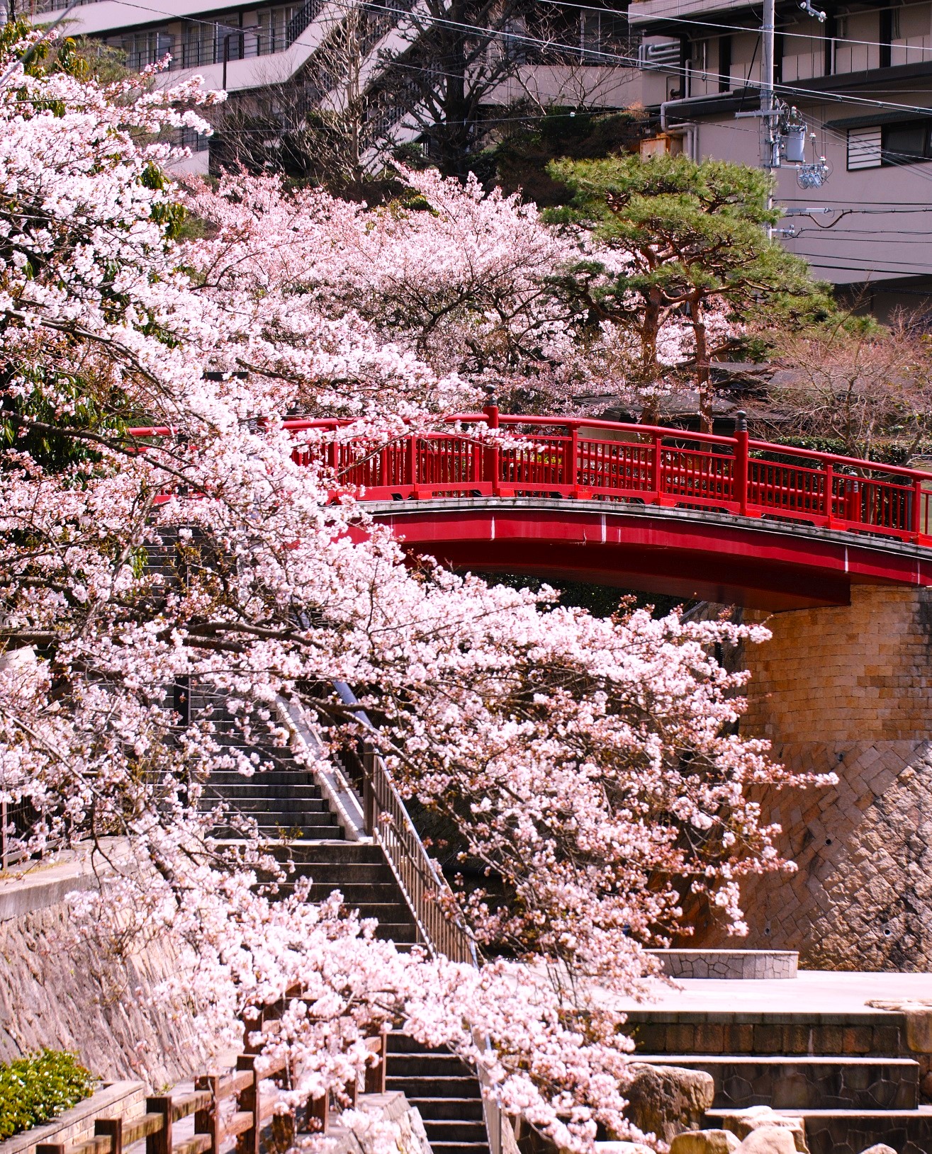 有馬川沿いの桜（イメージ）©一般財団法人神戸観光局