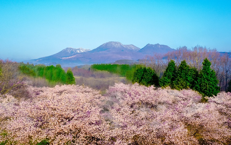 長湯温泉しだれ桜の里（イメージ）写真提供：熊本城総合事務所