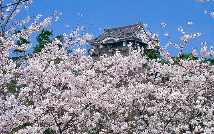 岡崎公園・桜 （イメージ）写真提供：岡崎市