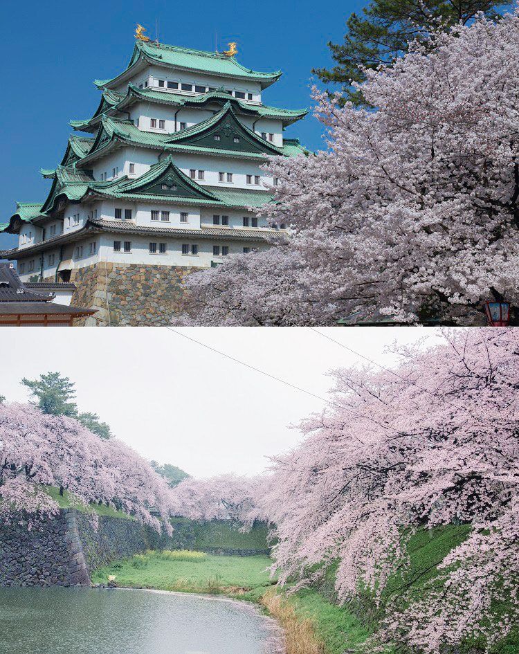 名古屋城・桜（イメージ）写真提供：（公財）名古屋観光コンベンションビューロー