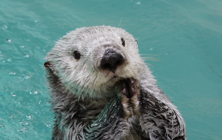 鳥羽水族館・ラッコ（イメージ）