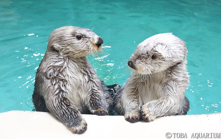 鳥羽水族館・ラッコ／右：メイ、左：キラ（イメージ）