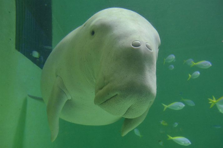 鳥羽水族館（イメージ）