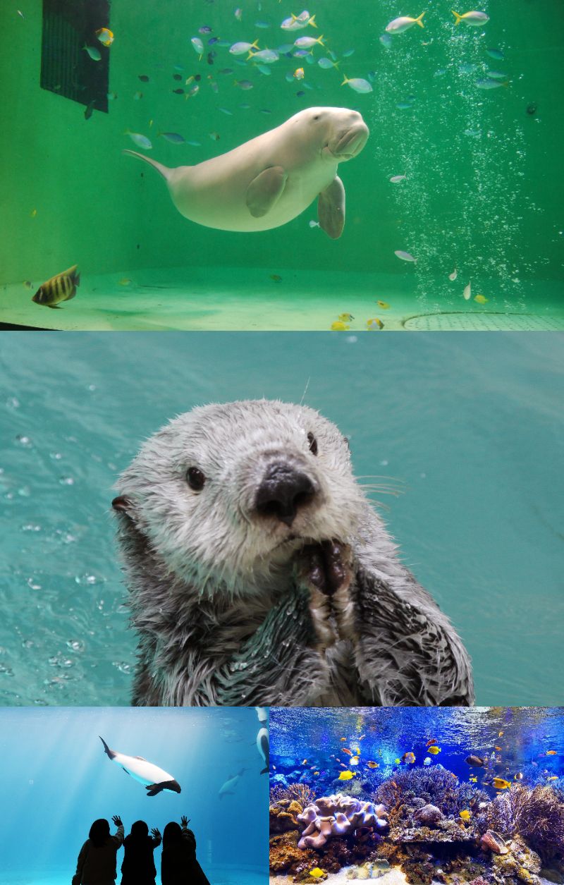 鳥羽水族館（上：ジュゴン、中：ラッコ、左：イロワケイルカ、右：サンゴ水槽イメージ）※大幅な交通渋滞が発生した際、滞在時間が短くなる場合がございます。予めご了承下さい。