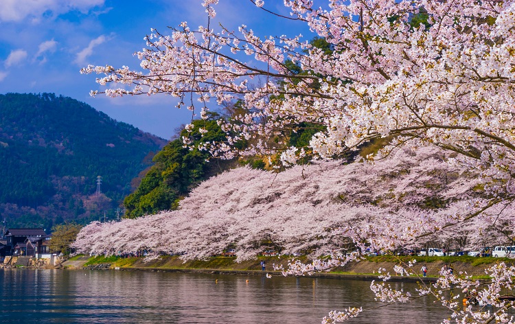 海津大崎桜（イメージ）