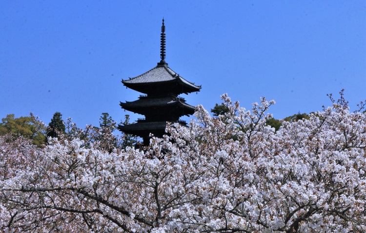 仁和寺（イメージ）