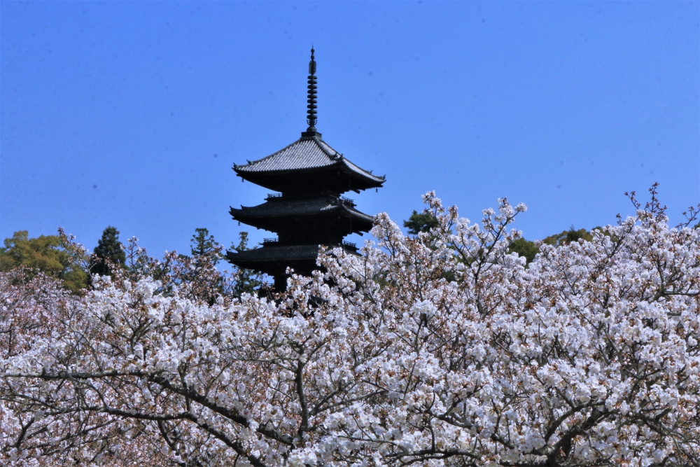 仁和寺（イメージ）