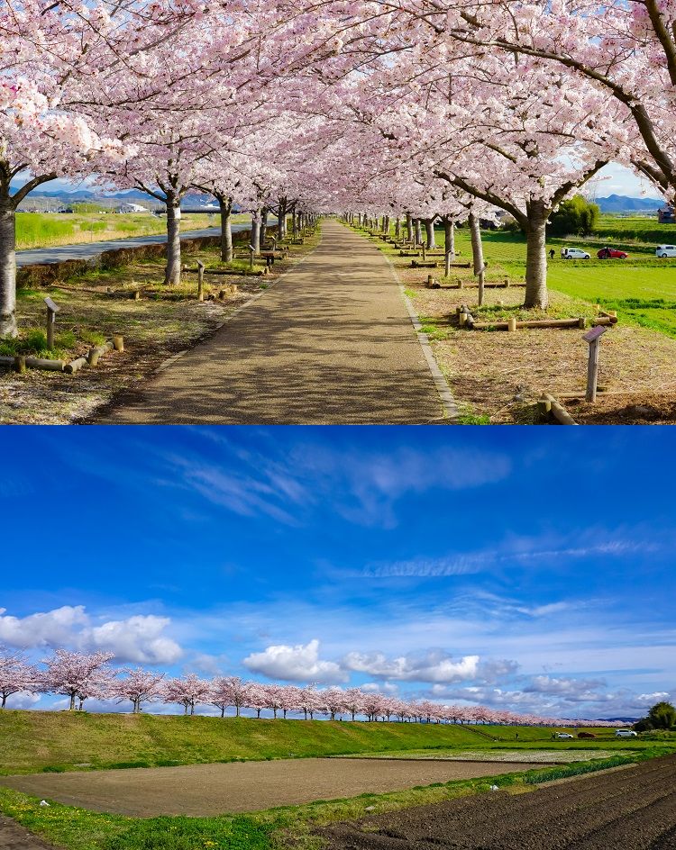 おの桜づつみ回廊（イメージ）