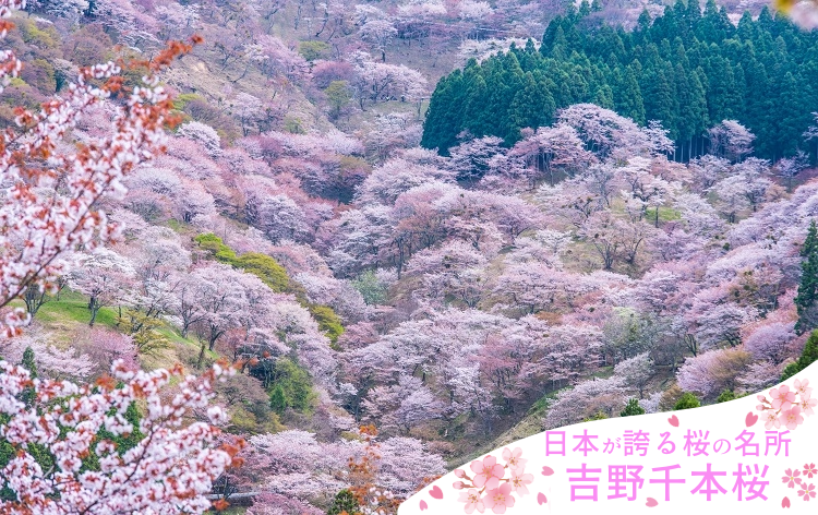 吉野千本桜（4月頃イメージ）