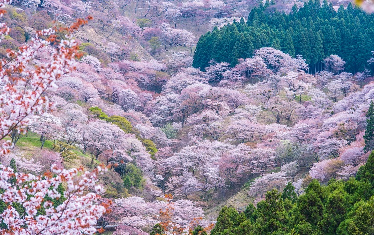 吉野千本桜（イメージ／4月頃）