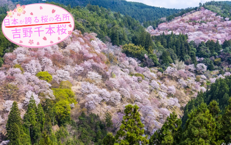 吉野千本桜（イメージ／4月頃）