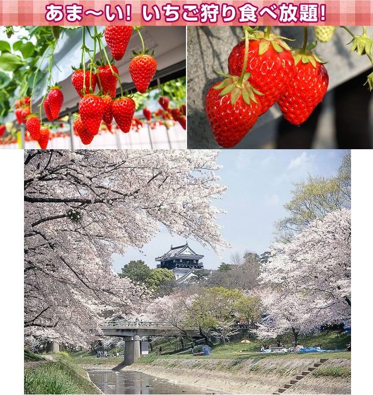 いちご狩り食べ放題・桜の岡崎城(イメージ)