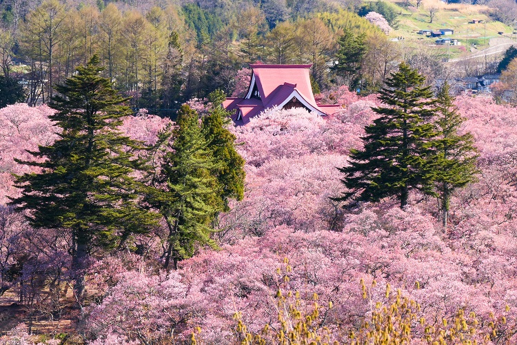 高遠城址公園・コヒガン桜（イメージ）