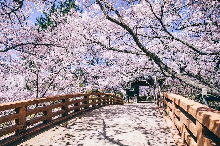 高遠城址公園（イメージ）