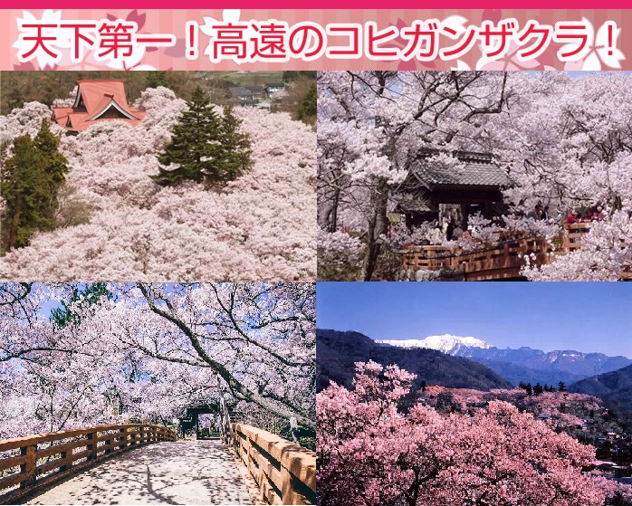 高遠のコヒガン桜（イメージ）