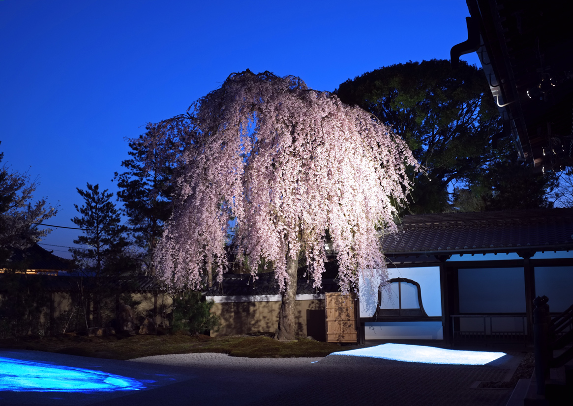 高台寺　夜間特別拝観（イメージ）