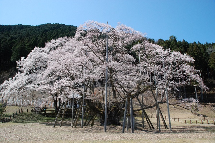 根尾の薄墨桜（イメージ）