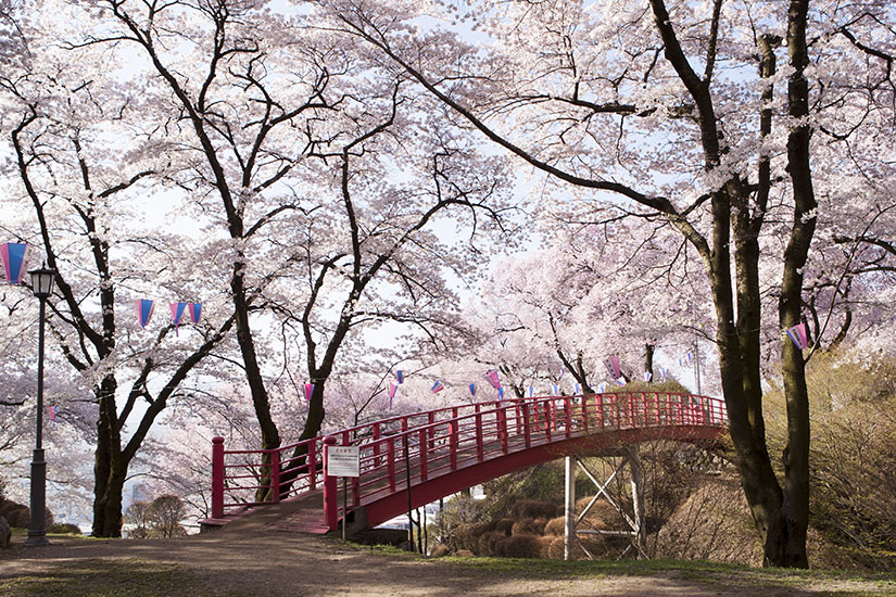 春日公園さくら祭り（イメージ）