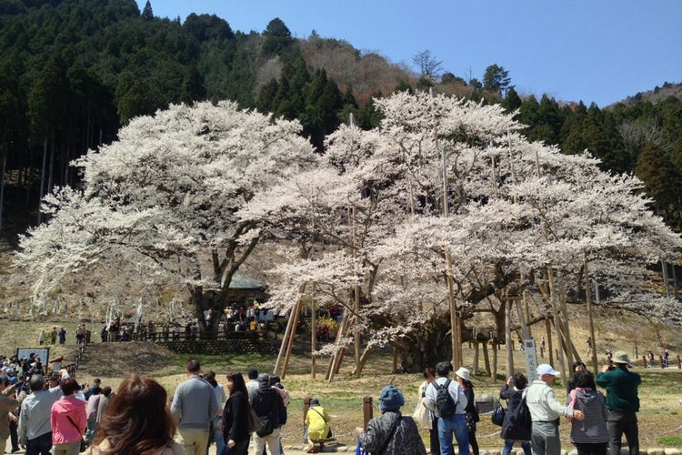 根尾淡墨桜（イメージ）