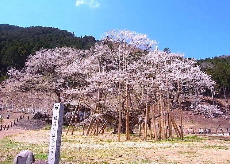 根尾淡墨桜（イメージ）