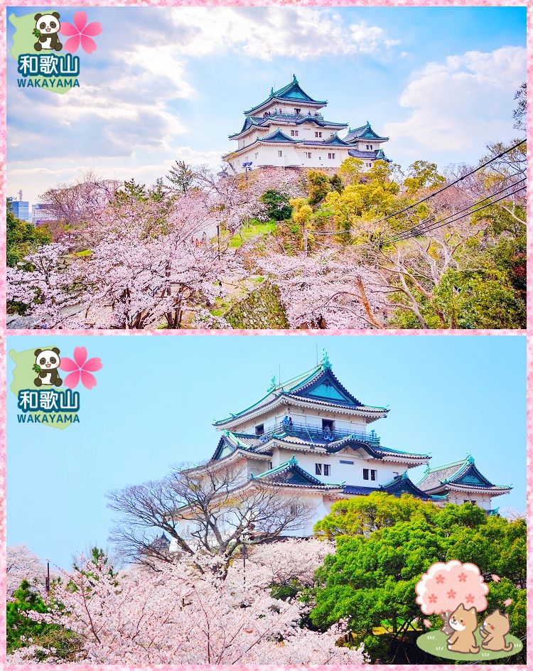 和歌山城公園・桜（イメージ）